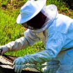 Élevage des abeilles