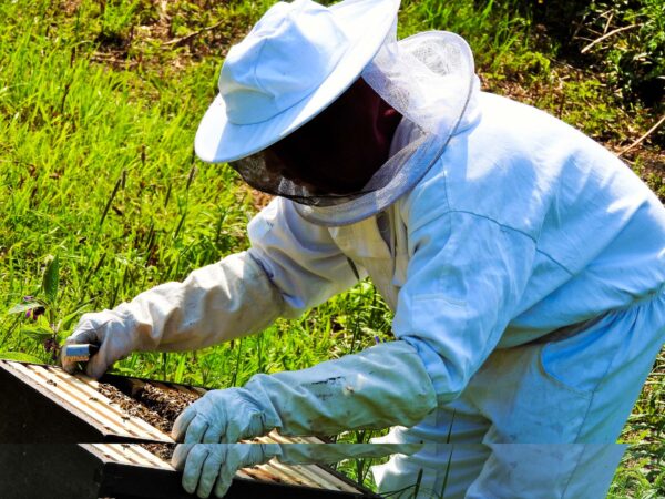 Élevage des abeilles