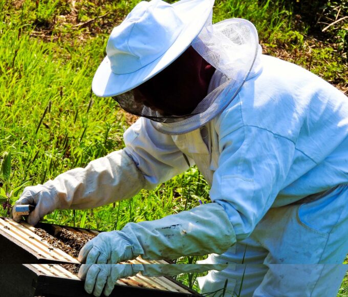 Élevage des abeilles